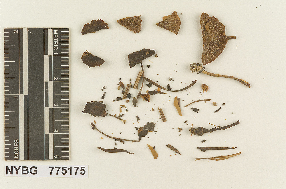 Nolanea occidentalis image
