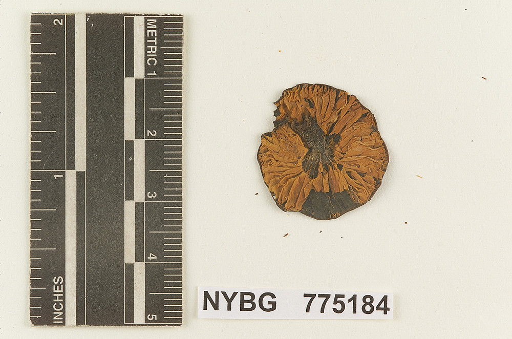 Nolanea subpicea image