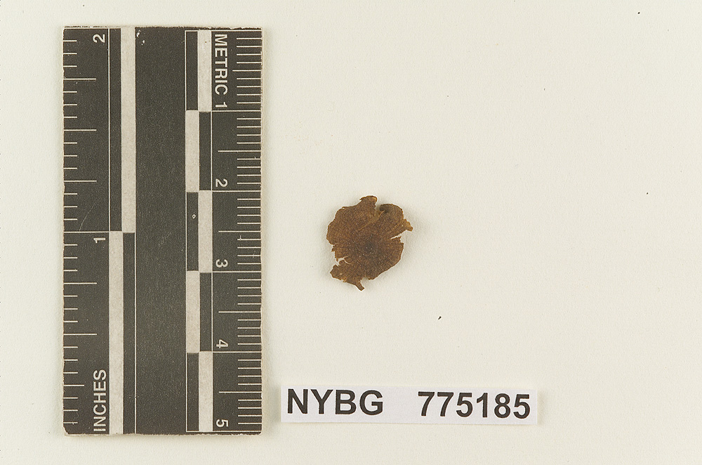 Nolanea suaveolens image