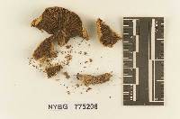 Gomphidius foliiporus image