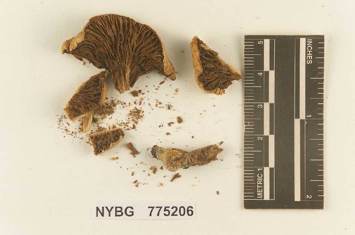 Gomphidius foliiporus image