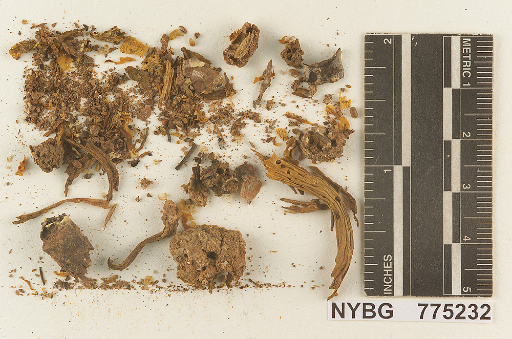 Gymnopilus alabamensis image