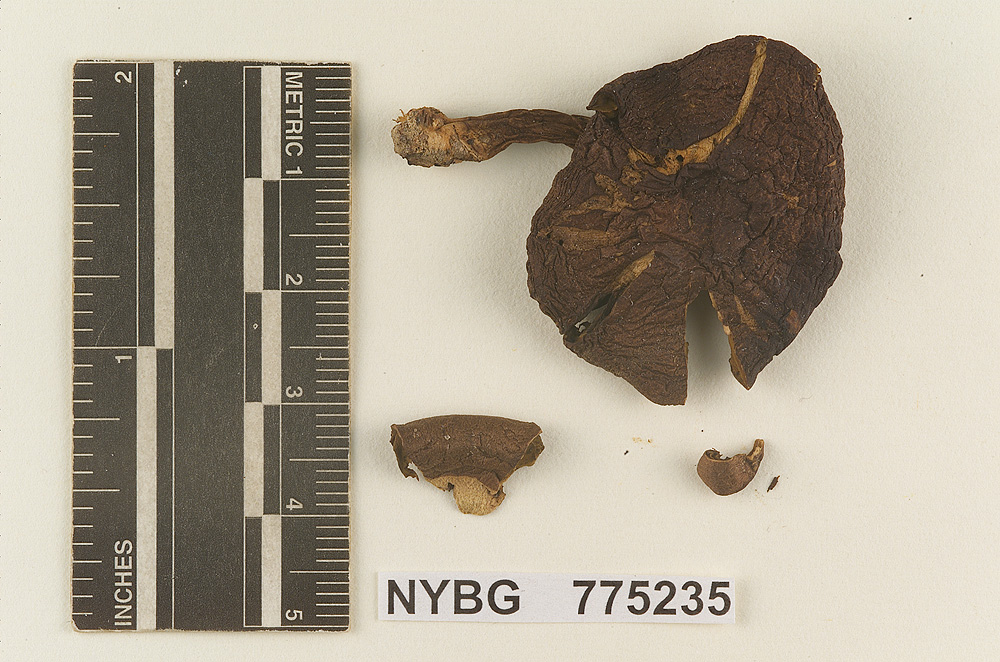 Gymnopilus castaneus image