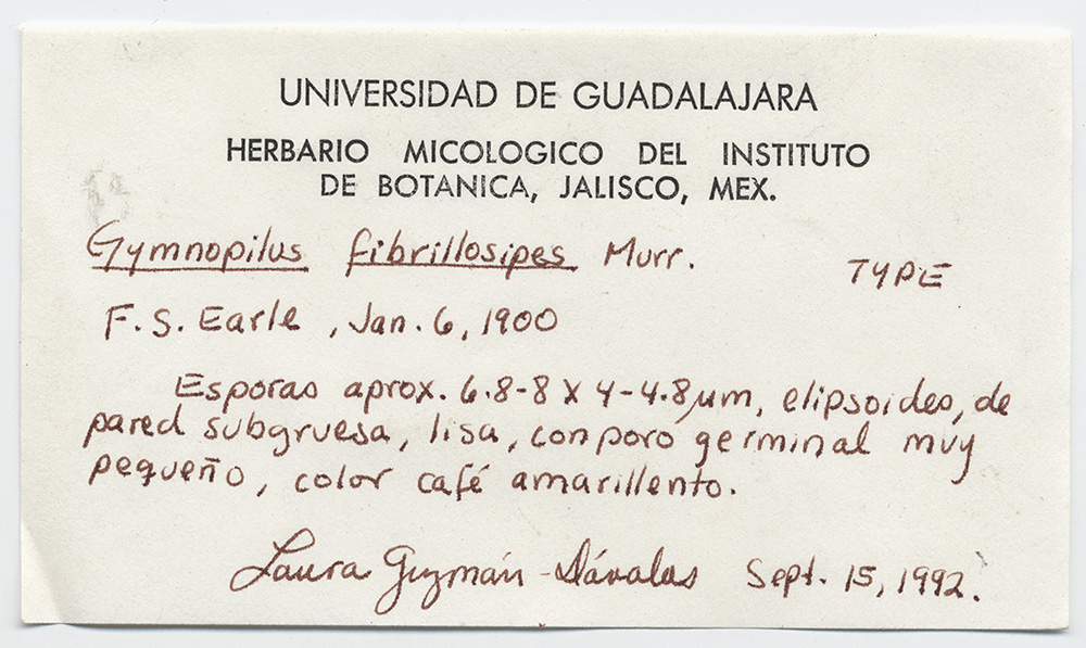 Gymnopilus fibrillosipes image