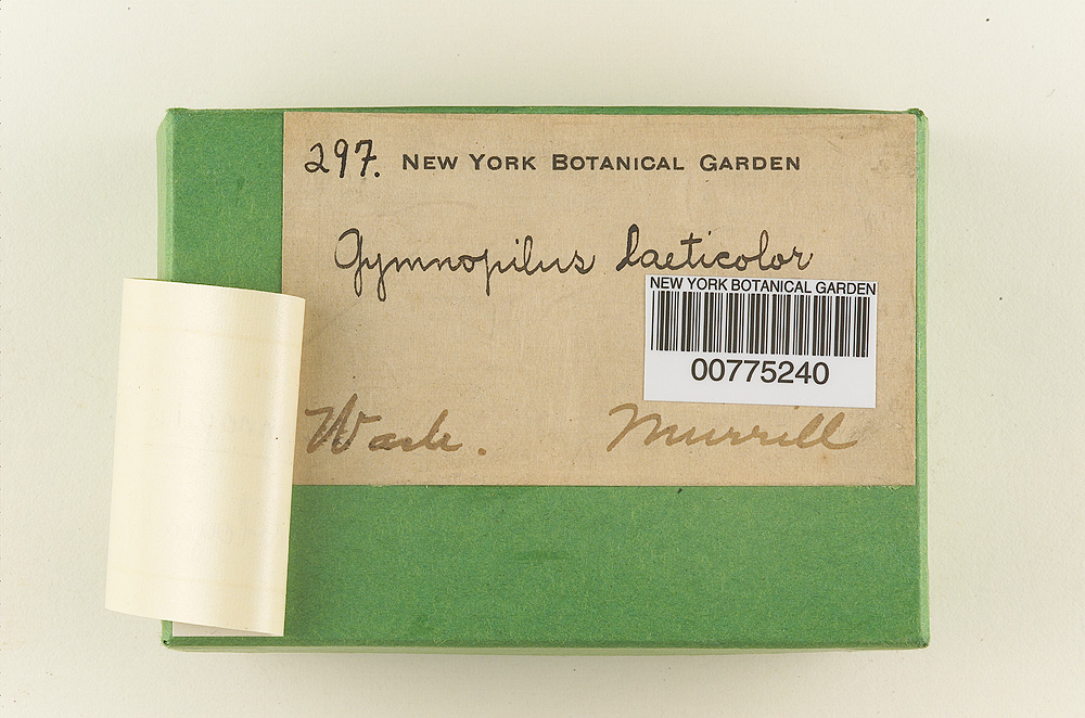 Gymnopilus laeticolor image