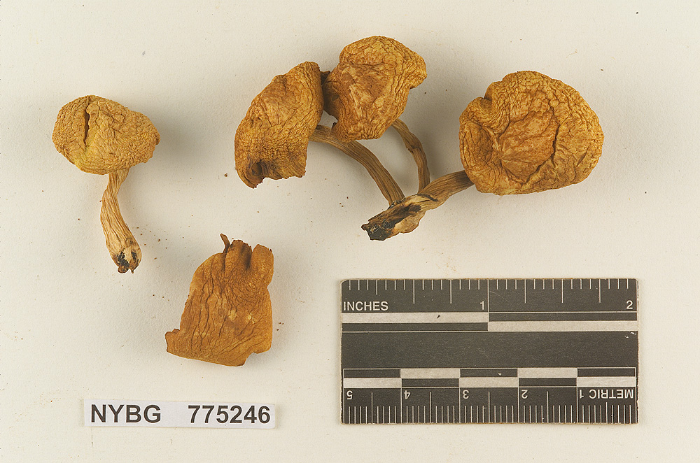 Gymnopilus subtropicus image