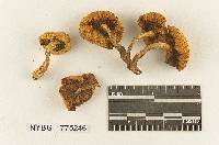 Gymnopilus subtropicus image