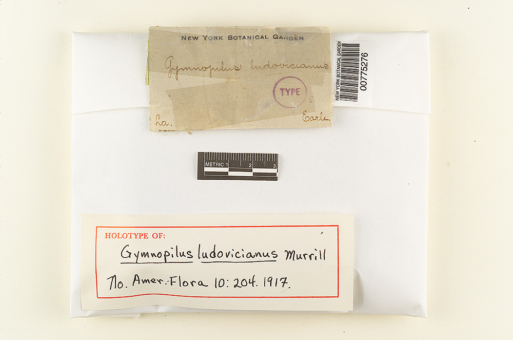 Gymnopilus ludovicianus image