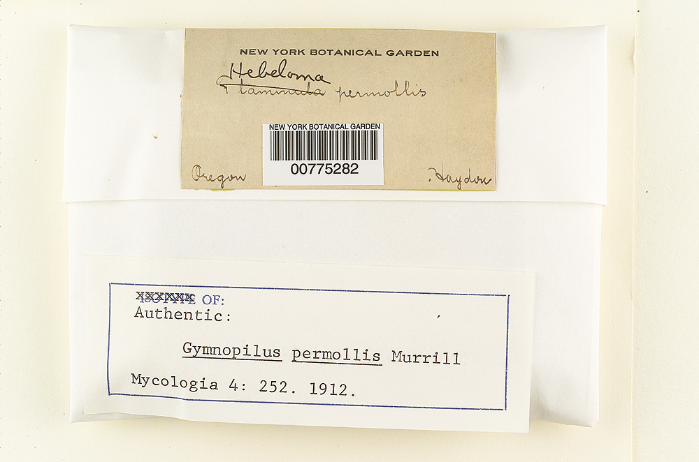 Gymnopilus permollis image