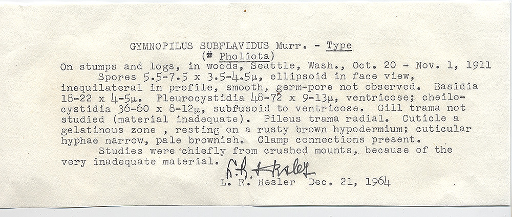 Gymnopilus subflavidus image
