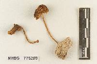 Pluteus alachuanus image