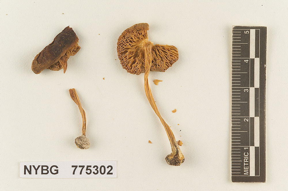 Pluteus avellaneus image