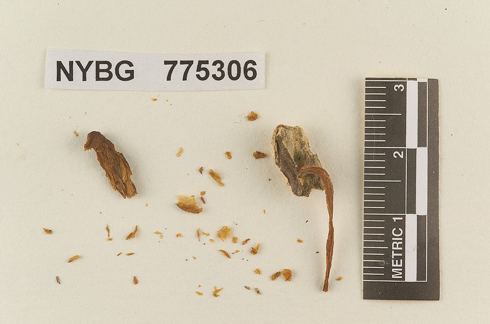 Pluteus deliquescens image