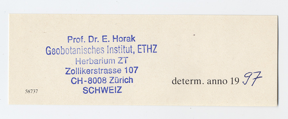 Pluteus glabrescens image