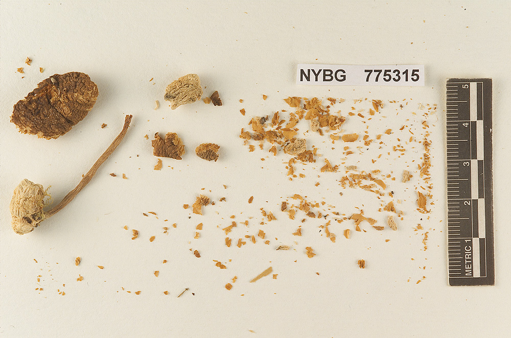 Pluteus latifolius image