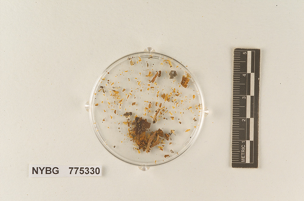 Pluteus praerugosus image