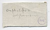 Omphalopsis californiensis image