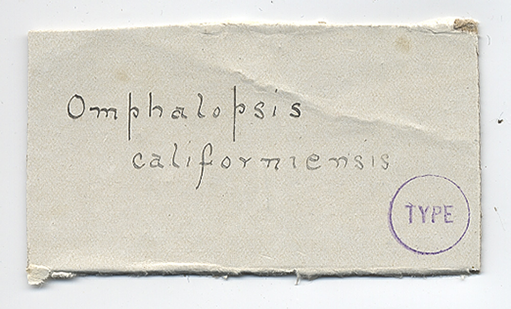 Omphalopsis californiensis image