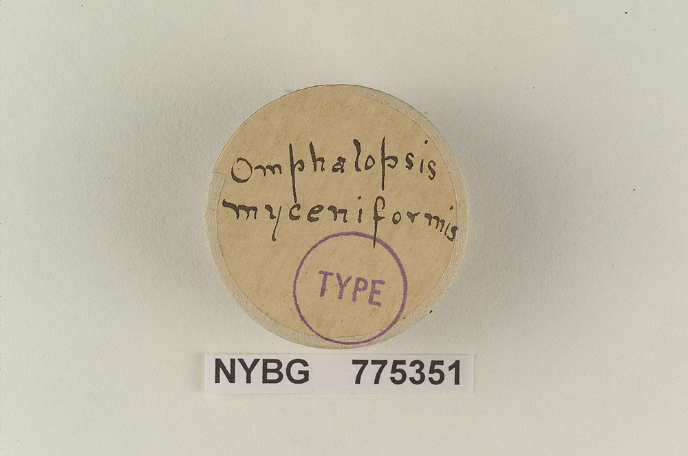 Omphalopsis myceniformis image
