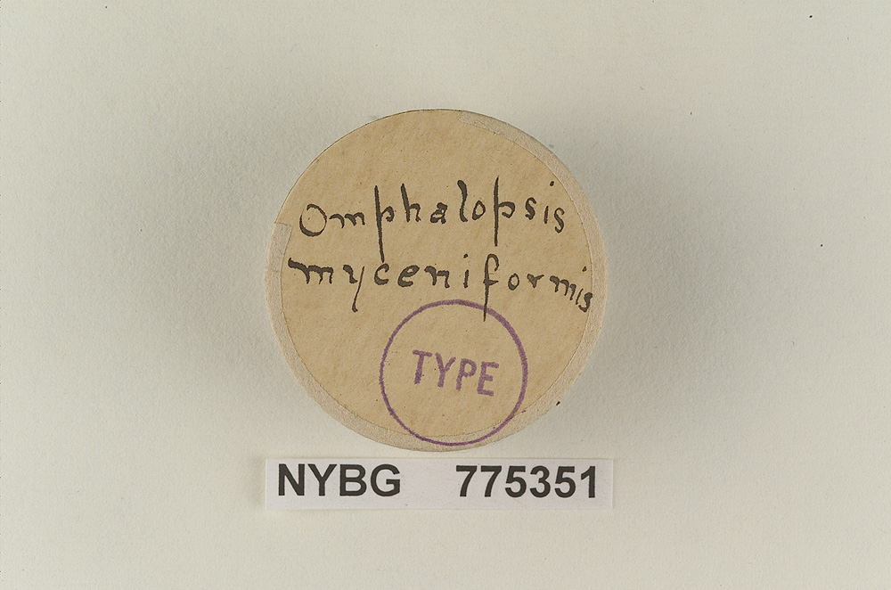 Omphalopsis myceniformis image