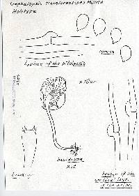 Omphalopsis translucentipes image