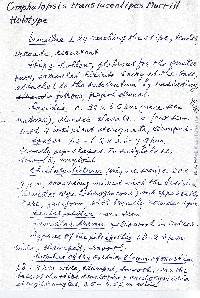 Omphalopsis translucentipes image