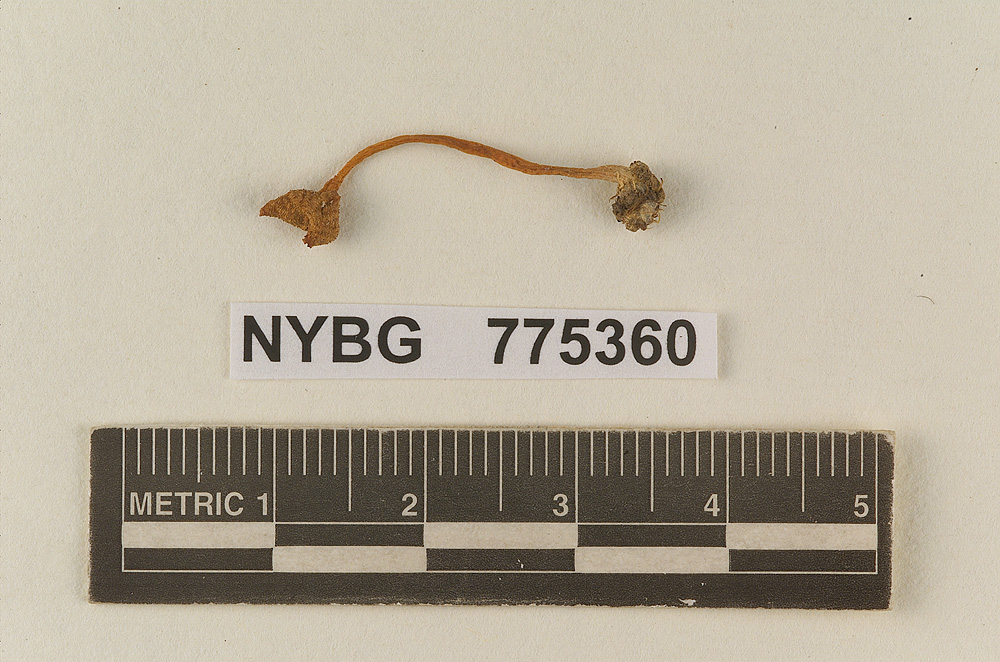 Omphalopsis petasiformis image
