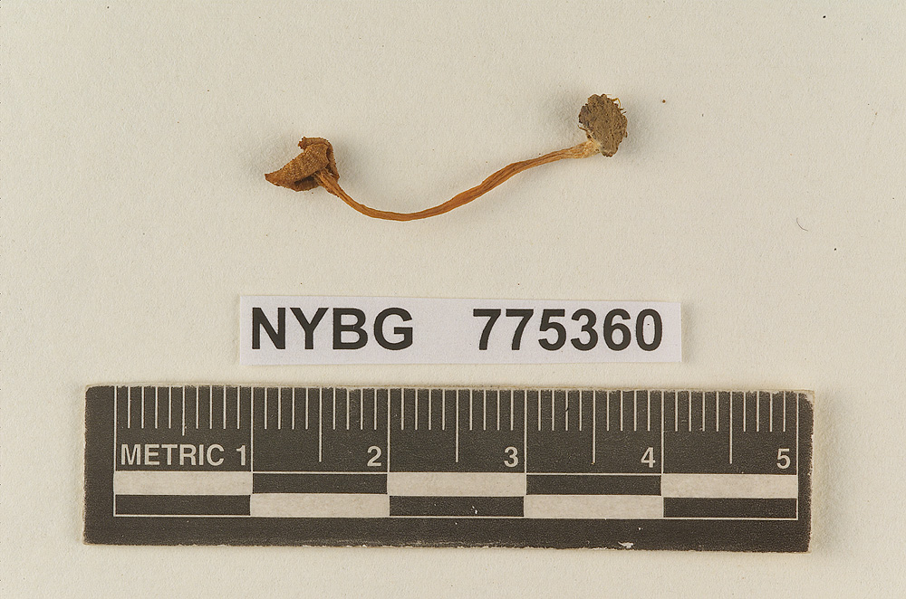 Omphalopsis petasiformis image