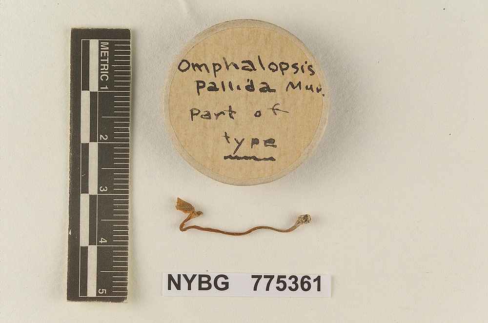 Omphalopsis pallida image