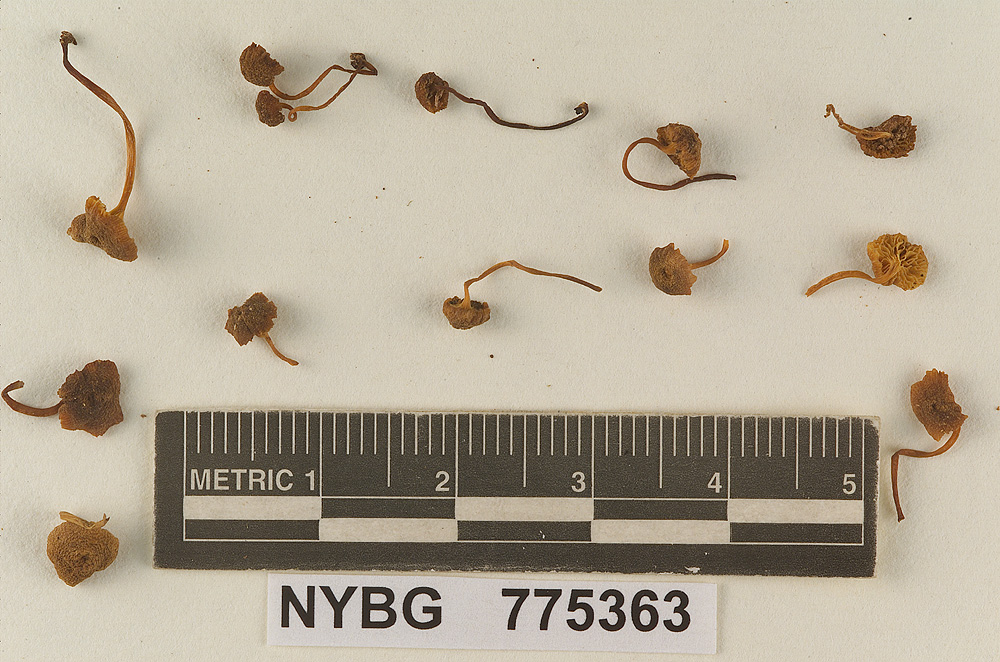 Omphalopsis roriduliformis image