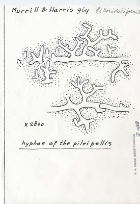 Omphalopsis roriduliformis image