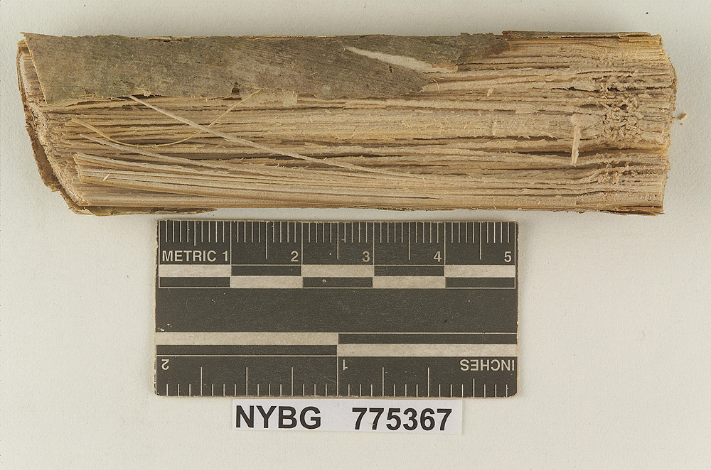 Lactocollybia graminicola image
