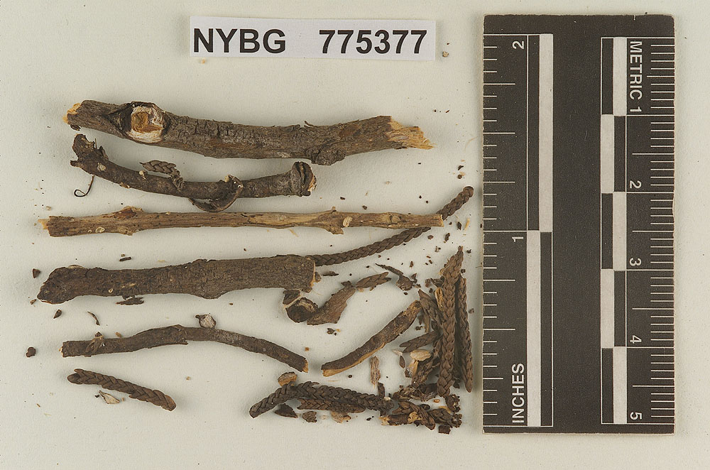 Pleurotopsis niduliformis image