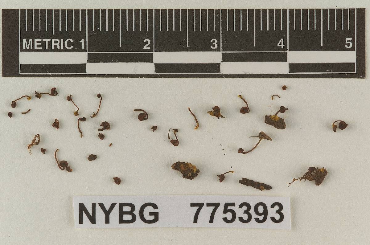 Xeromphalina nubium image