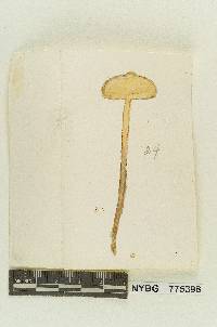 Naucoria humidicola image
