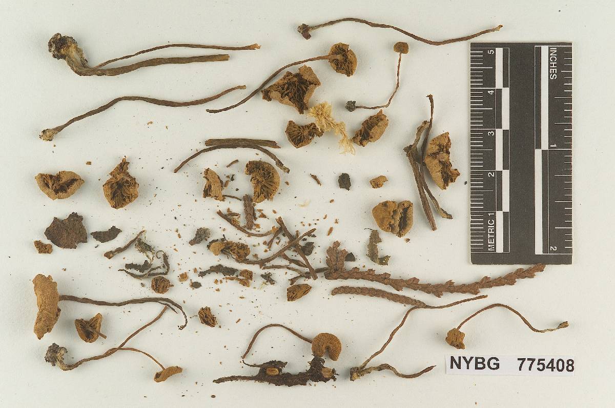 Naucoria washingtonensis image