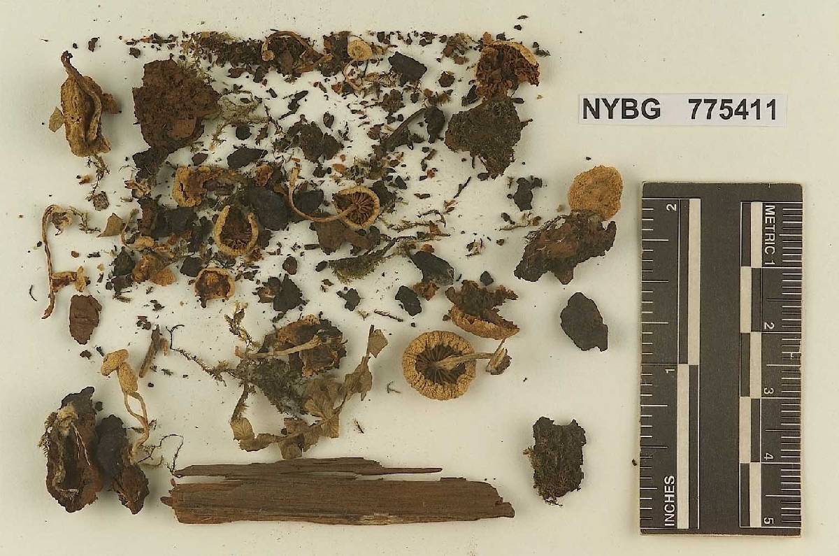 Naucoria caespitosa image