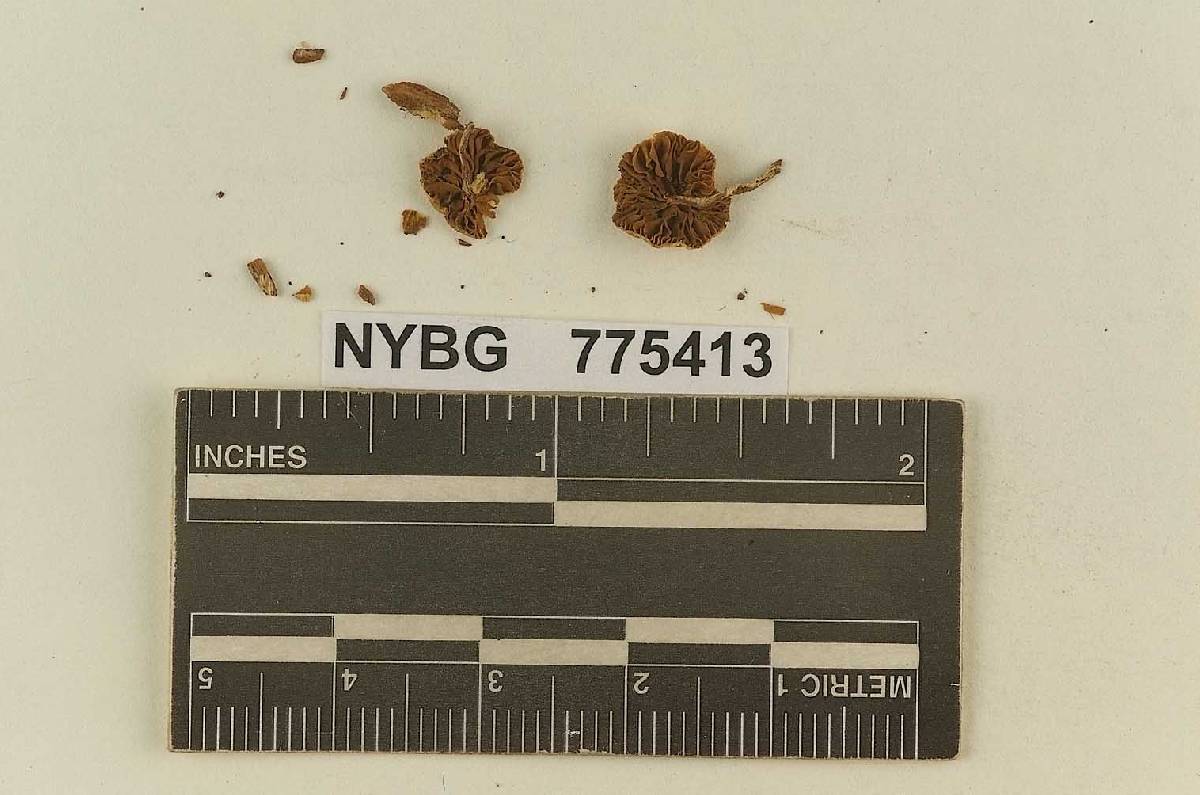 Naucoria caespitosa image