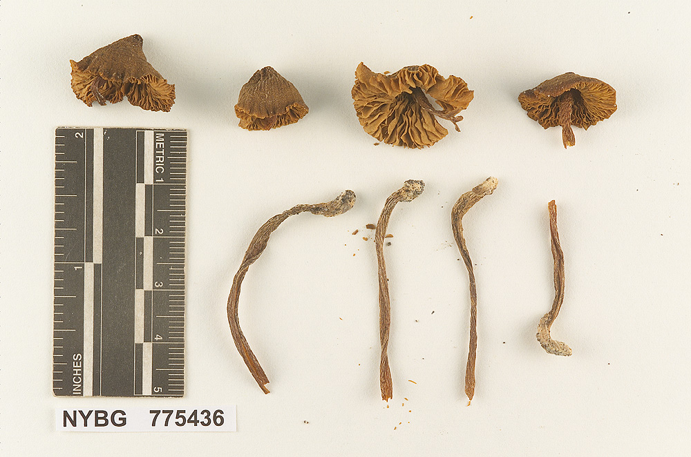 Nolanea subavellanea image