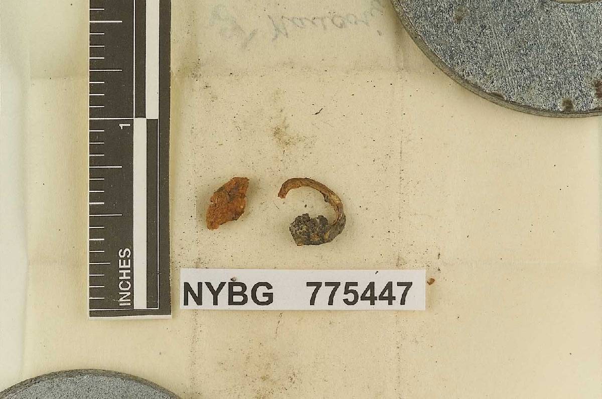 Naucoria montana image