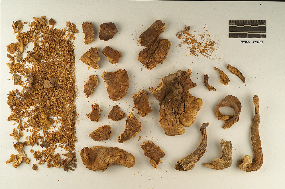 Pluteus magnus image