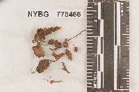 Pholiota bryophila image