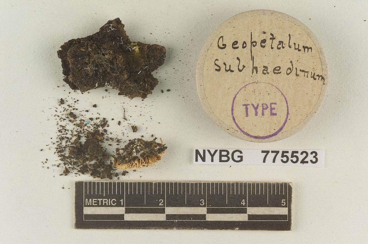 Geopetalum subhaedinum image