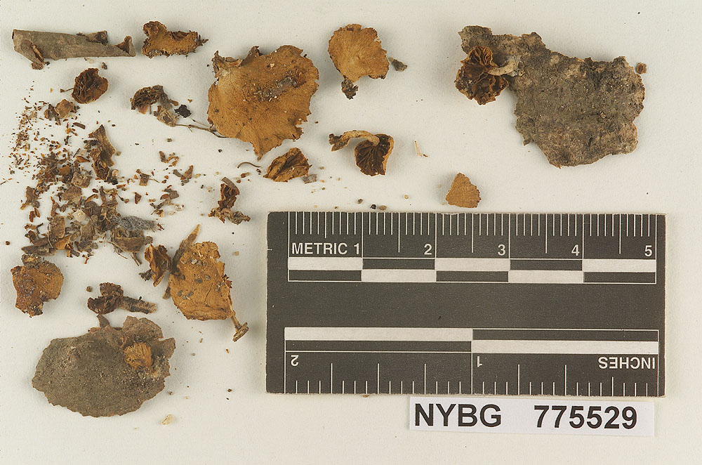Pleuroflammula fluminensis image