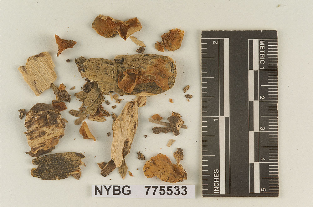 Resupinatus cubensis image