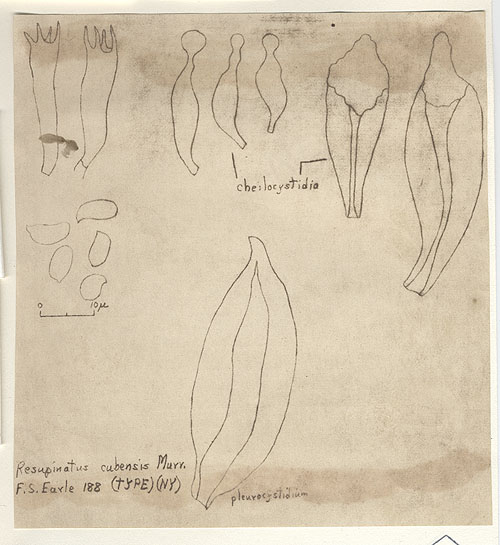 Resupinatus cubensis image