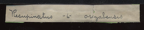 Resupinatus orizabensis image