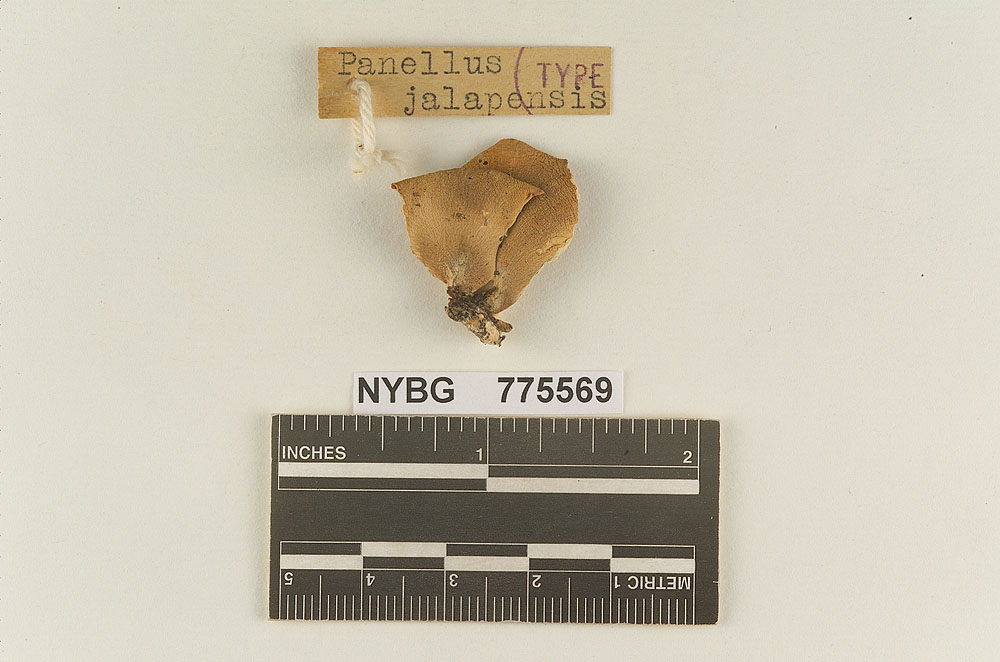 Panellus jalapensis image