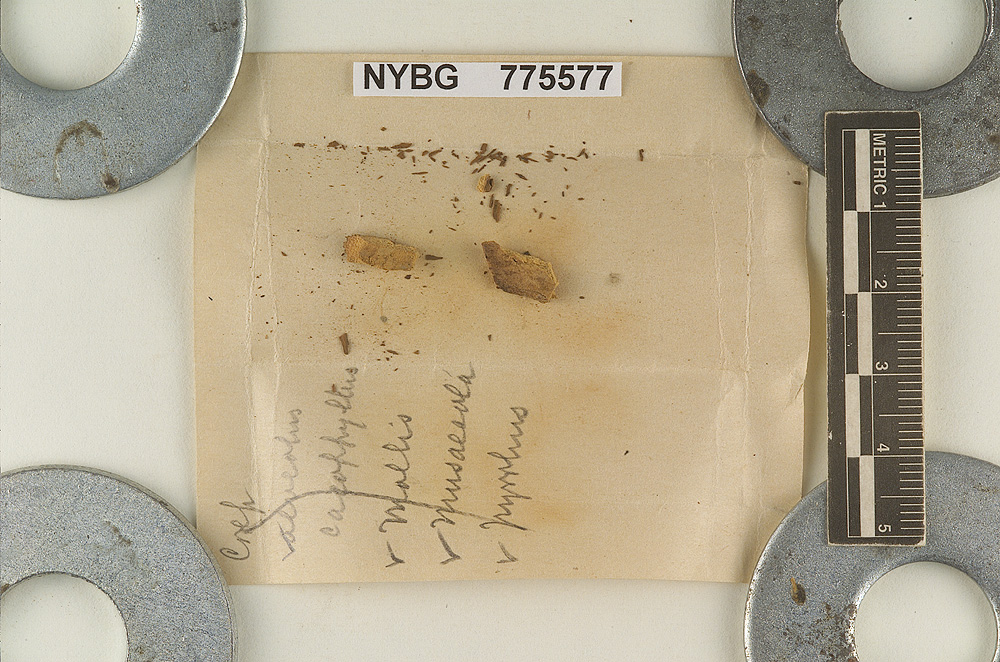 Paxillus ligneus image