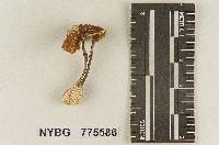 Cystoderma chocoanum image